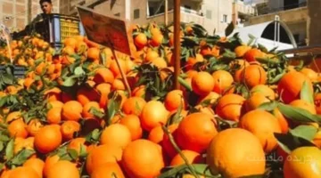 البرتقال بـ40 جنيهًا.. موجة ارتفاع تضرب أسعار الفاكهة في أسواق الأقصر (قائمة كاملة) 1